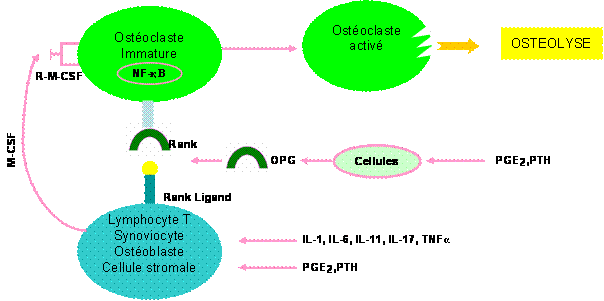 Physiopathologie de la polyarthrite rhumatoïde: acquisitions récentes