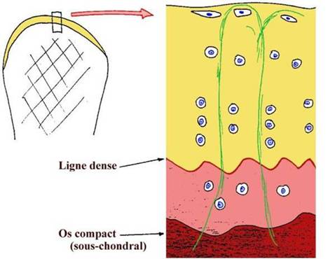 13-Effet des contraintes de cisaillement sur les couches de tissu