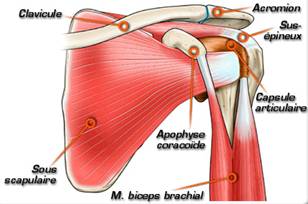 Diagnostic d'une douleur de l'épaule